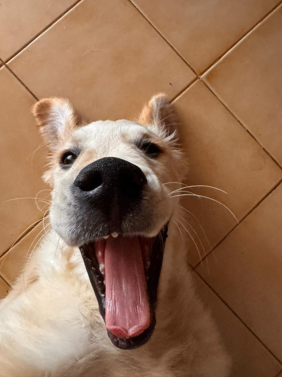 5 Brinquedos que Ajudam a Reduzir a Ansiedade nos Cães